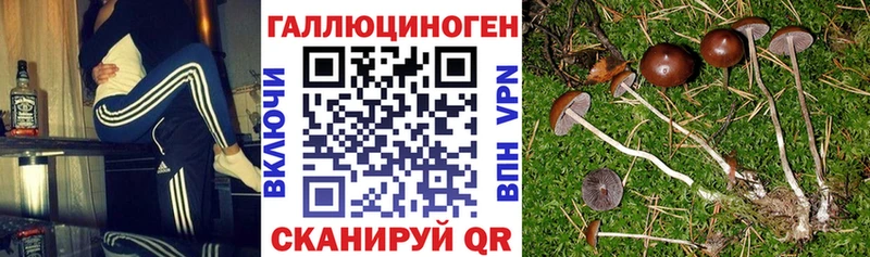 купить   Пролетарск  Псилоцибиновые грибы ЛСД 